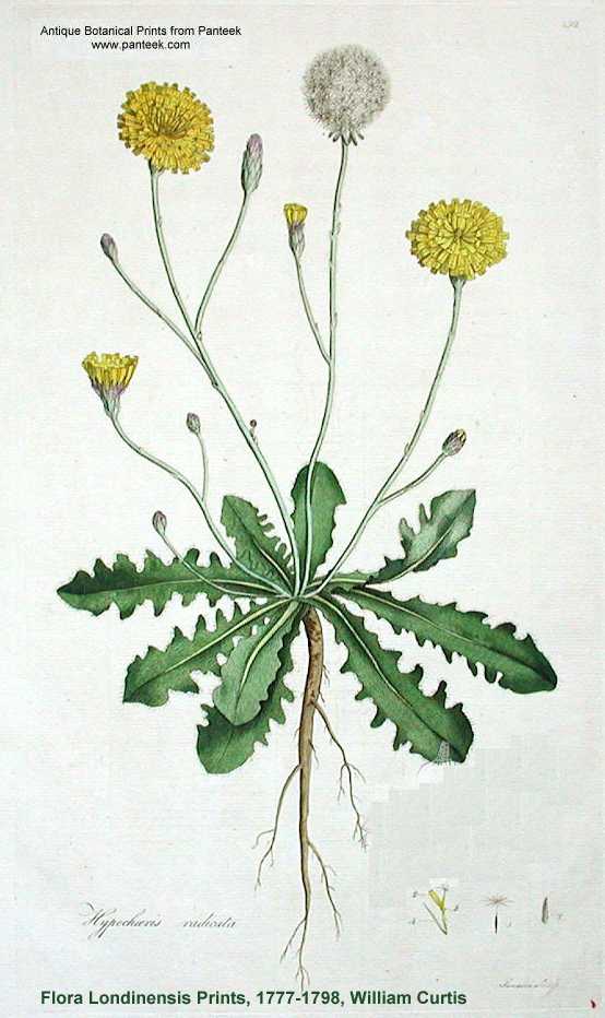 Hypochaeris image