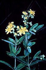 Hypericum sphaerocarpum image