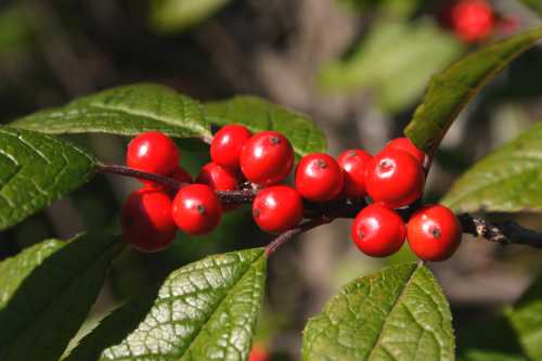 Ilex verticillata image