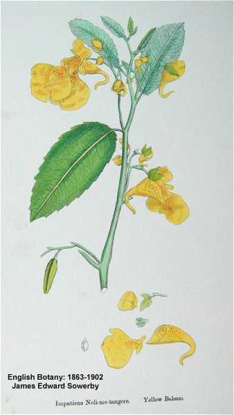 Impatiens capensis image