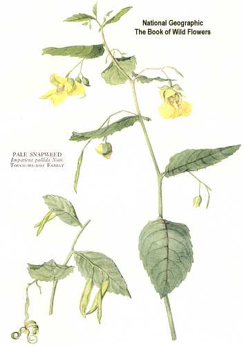 Impatiens pallida image