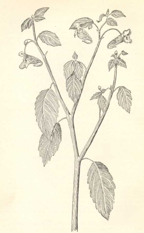 Impatiens pallida image