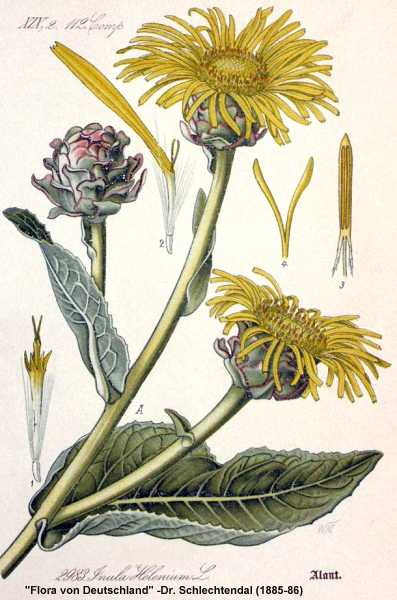 Inula helenium image