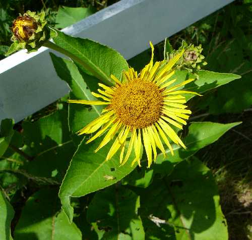 Inula helenium image