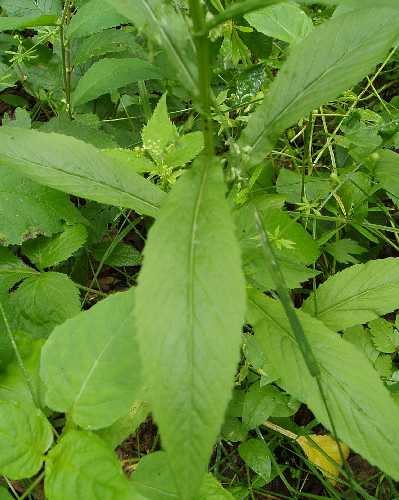 Iodanthus pinnatifidus image