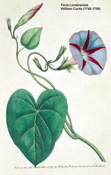Ipomoea purpurea image
