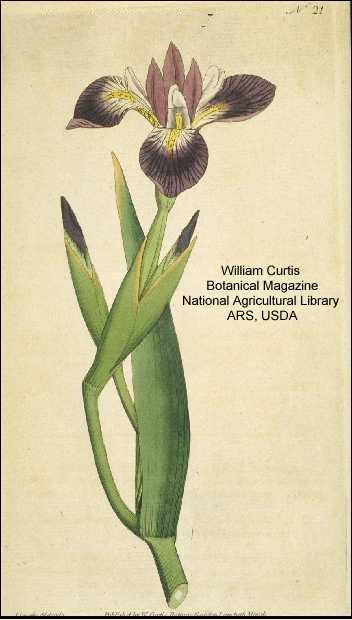 Iris versicolor image