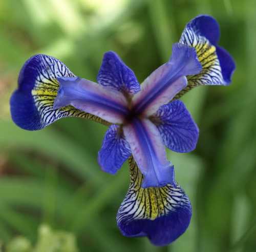 Iris versicolor image