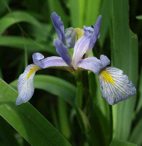 Iris virginica var. shrevei image