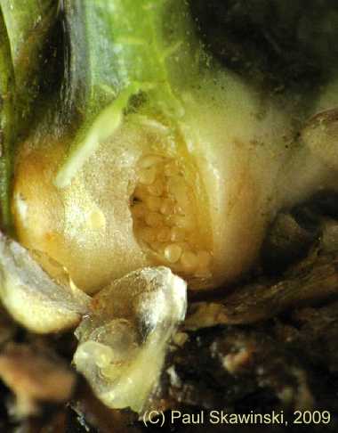 Isoëtes echinospora image