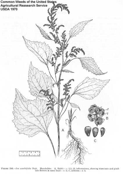 Cyclachaena xanthiifolia image