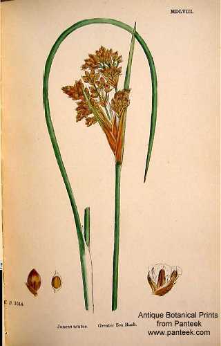 Juncus balticus subsp. littoralis image