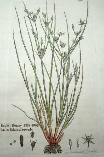 Juncus bufonius image