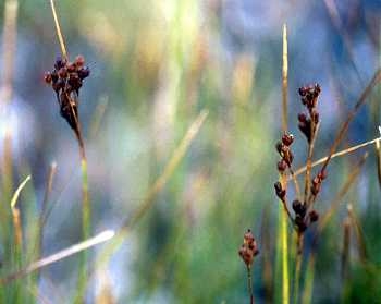 Juncus compressus image