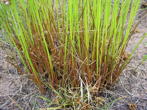 Juncus tenuis image