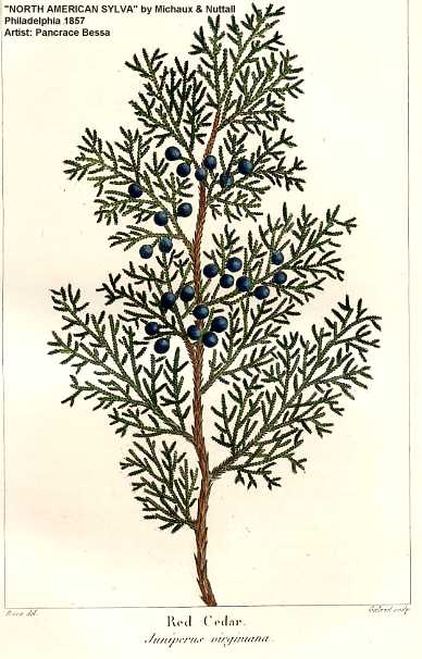 Juniperus virginiana image