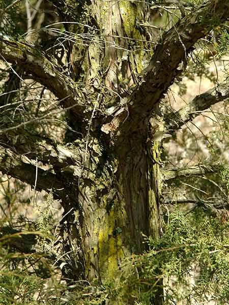 Juniperus virginiana image