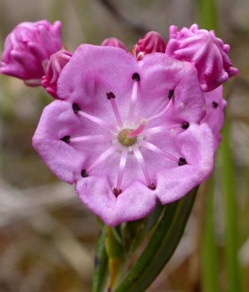 Kalmia image