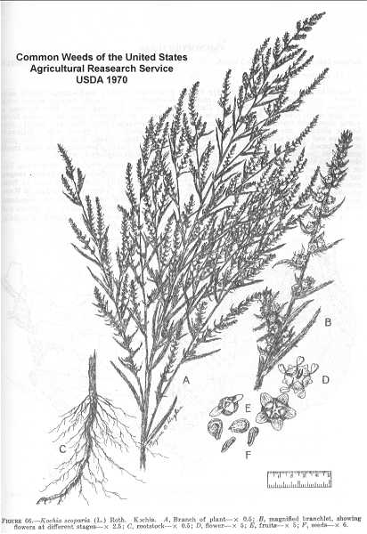 Bassia scoparia image