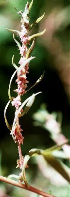 Bassia scoparia image