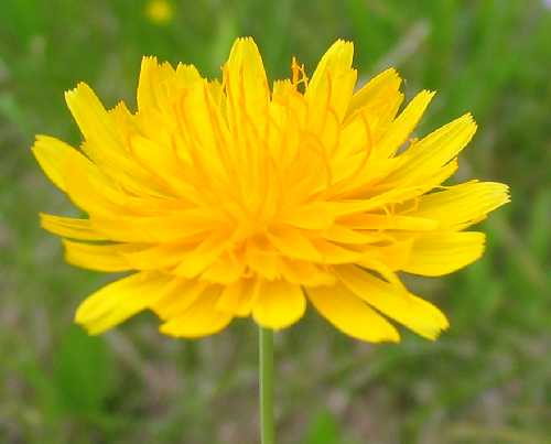 Krigia biflora image