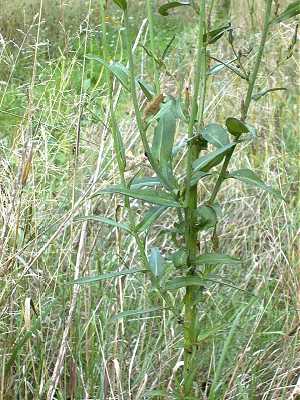 Lactuca canadensis image
