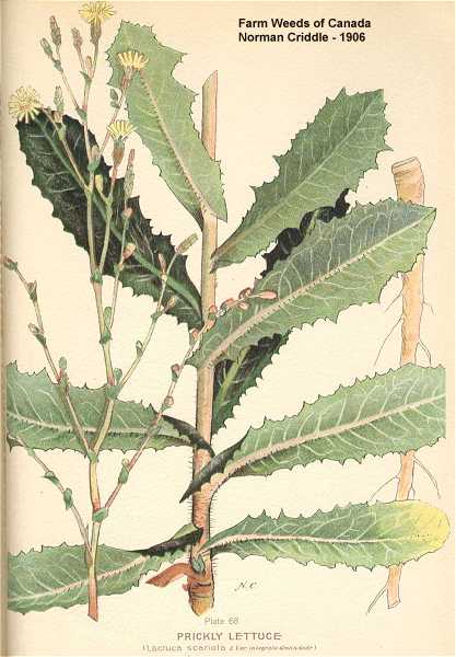 Lactuca serriola image