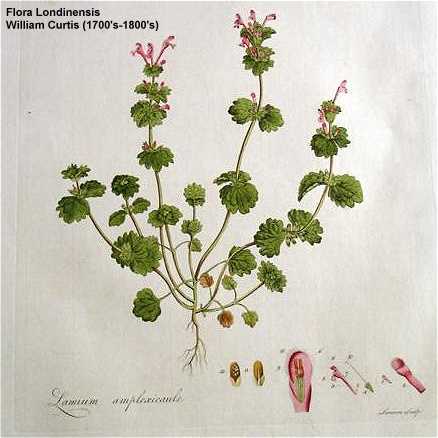 Lamium amplexicaule image