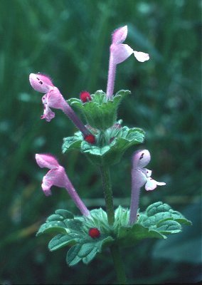 Lamium image