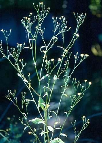 Lapsana communis image