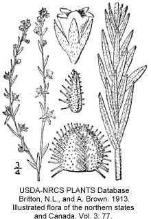 Lappula squarrosa image