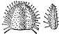 Lappula squarrosa image