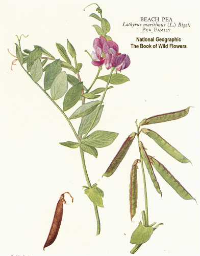 Lathyrus japonicus image