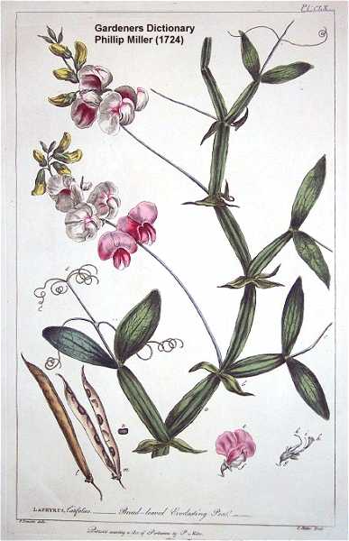 Lathyrus latifolius image