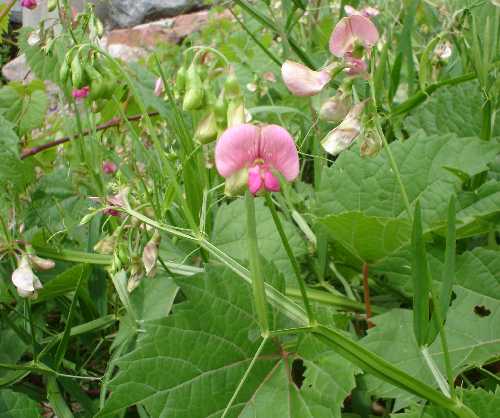 Lathyrus latifolius image