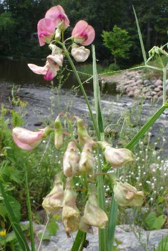 Lathyrus latifolius image