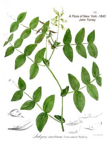 Lathyrus ochroleucus image