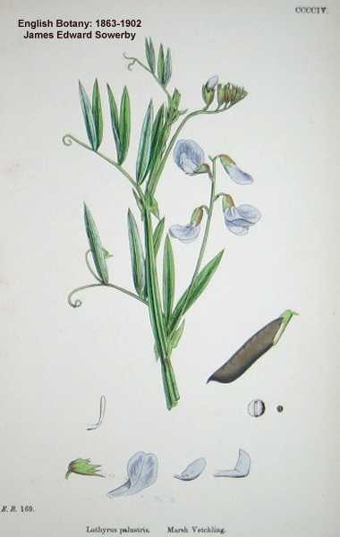 Lathyrus palustris image