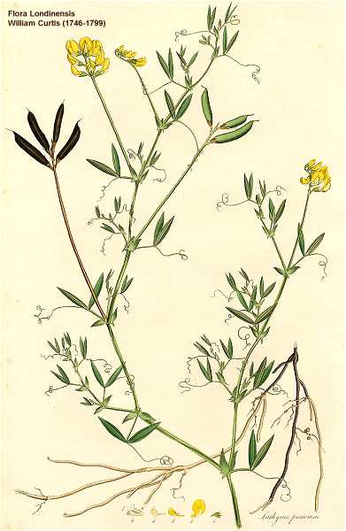 Lathyrus pratensis image