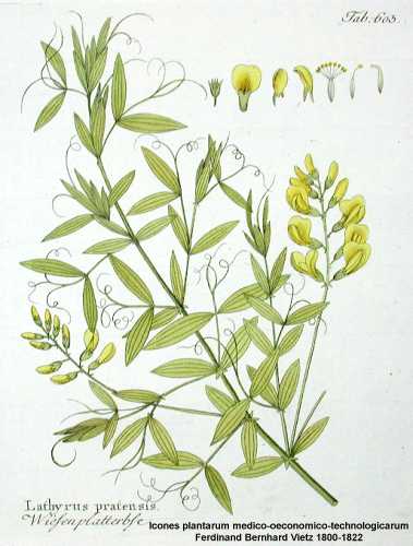 Lathyrus pratensis image