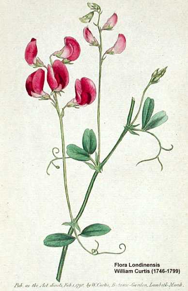 Lathyrus tuberosus image