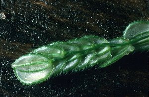 Leersia lenticularis image
