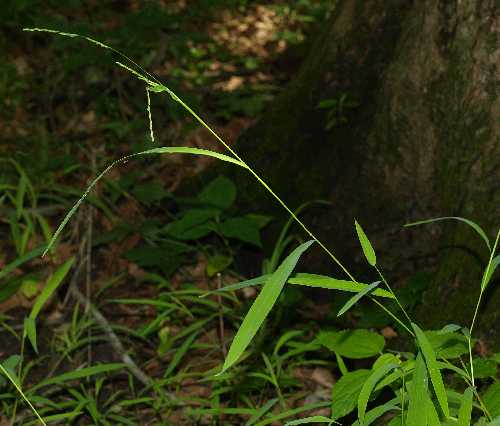 Leersia virginica image