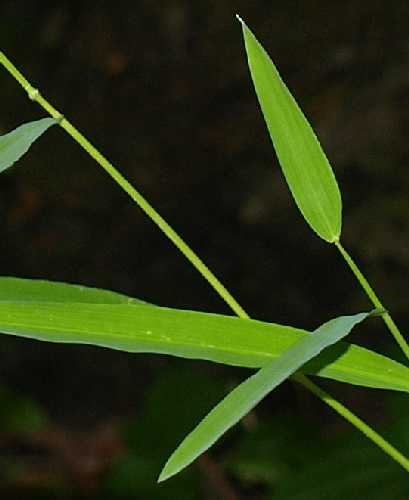 Leersia virginica image