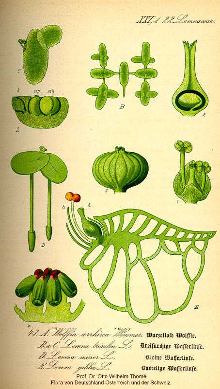 Lemna minor image
