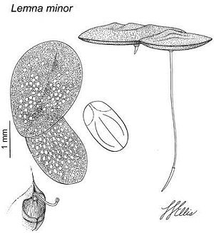 Lemna minor image