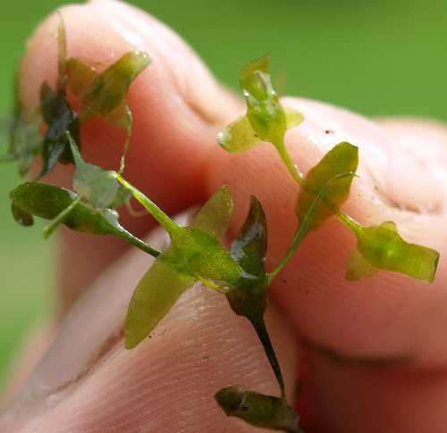Lemna image