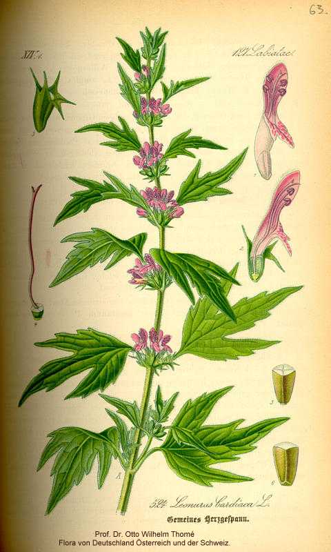 Leonurus cardiaca image