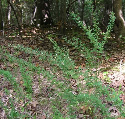 Lespedeza cuneata image
