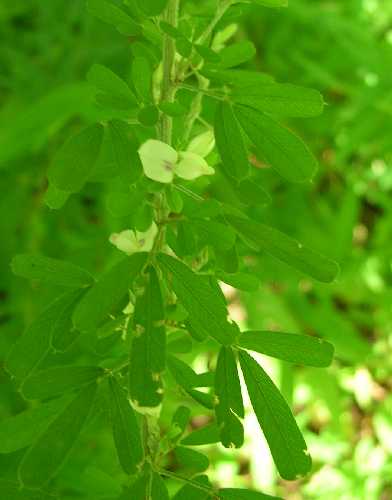 Lespedeza cuneata image